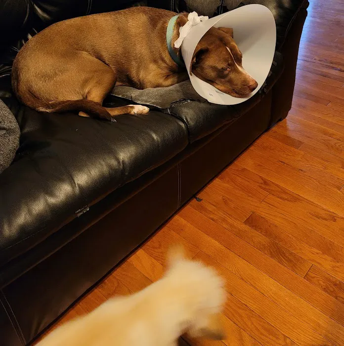 Lakewood Animal Hospital Picture 2