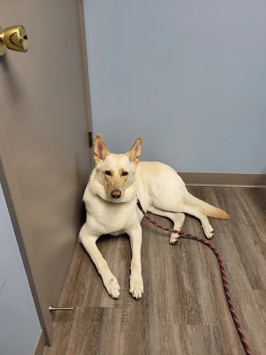 Lakewood Animal Hospital Picture 6