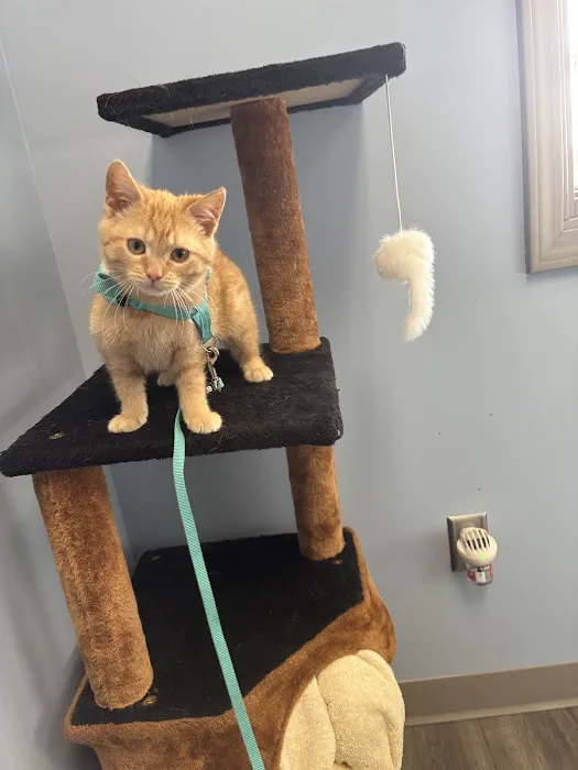 Lakewood Animal Hospital Picture 4