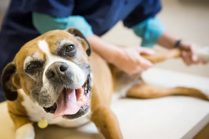 Lakewood Animal Hospital Picture 9