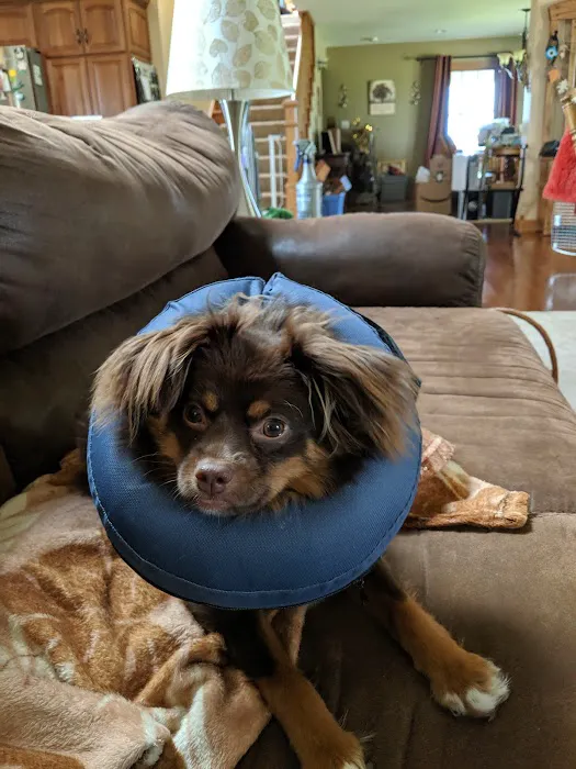 Morris Veterinary Hospital, PC Picture 6