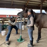 StillGrass Veterinarians ico