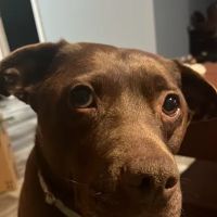 Sandwich Veterinary Hospital ico