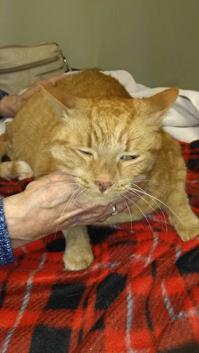 Sandwich Veterinary Hospital Picture 5