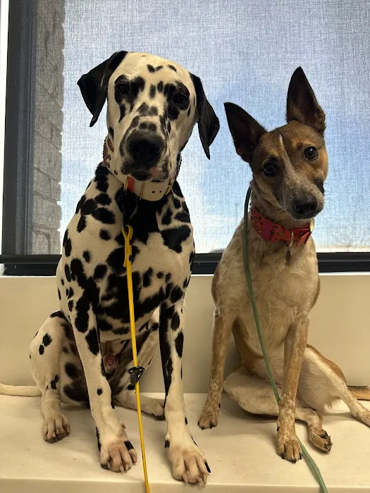 River West Animal Hospital Picture 2