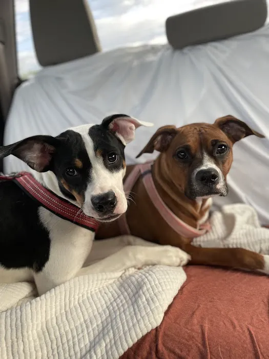 River West Animal Hospital Picture 6