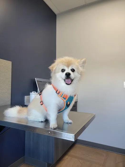River West Animal Hospital Picture 3