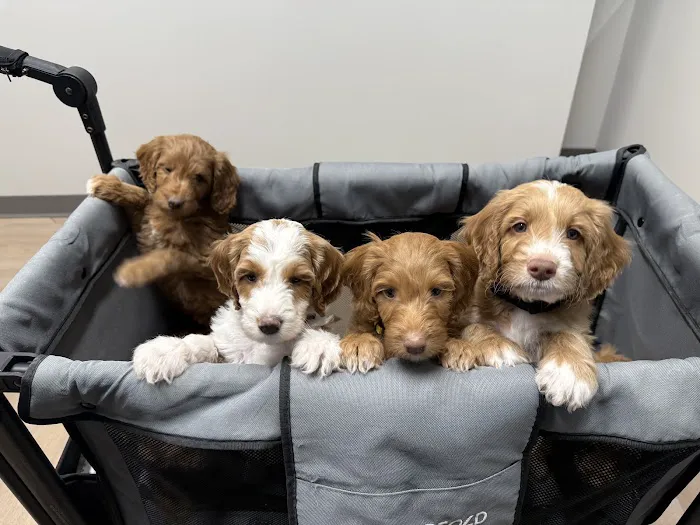 River West Animal Hospital Picture 10