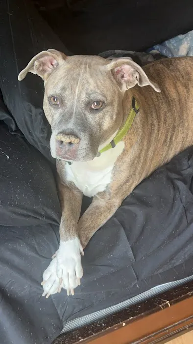 River West Animal Hospital Picture 9