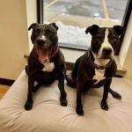 Loyal Companions