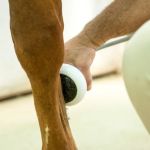 Fox Valley Equine Practice