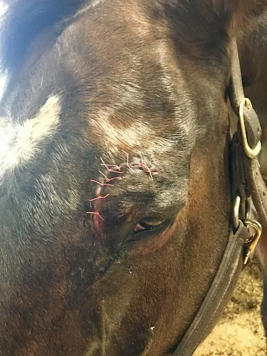 Fox Valley Equine Practice Picture 7