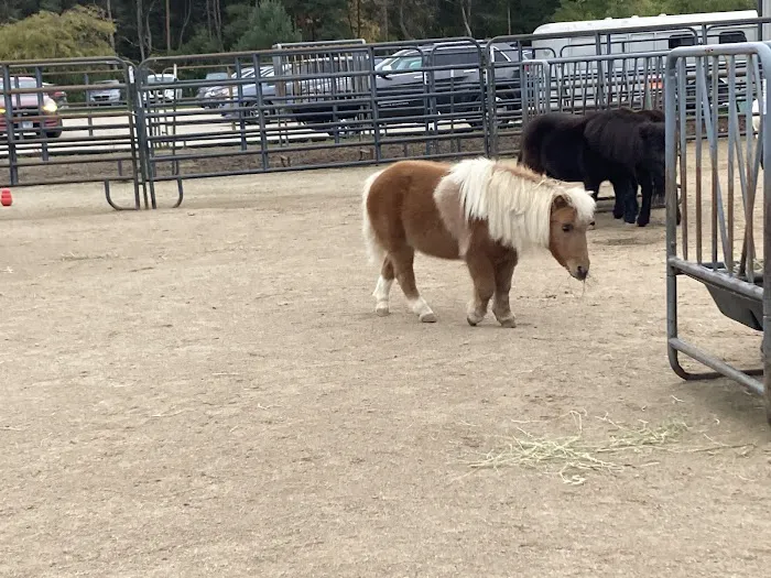 SOUL Harbour Ranch Animal Therapy Program Picture 7