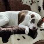 Happy Paws Animal Hospital Lake Zurich IL