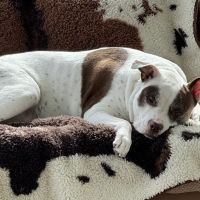 Happy Paws Animal Hospital Lake Zurich IL ico