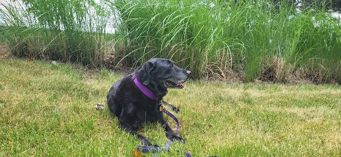 Happy Paws Animal Hospital Lake Zurich IL Picture 7