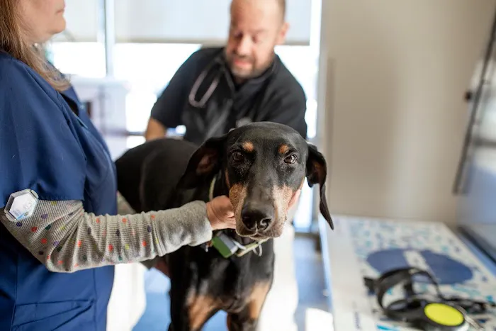 VCA Noyes Animal Hospital Picture 3