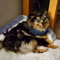 Animal Hospital At The Shores ico