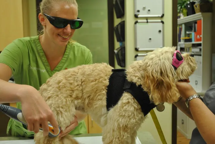 Animal Hospital At The Shores Picture 7