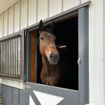 Iverson Equine Practice