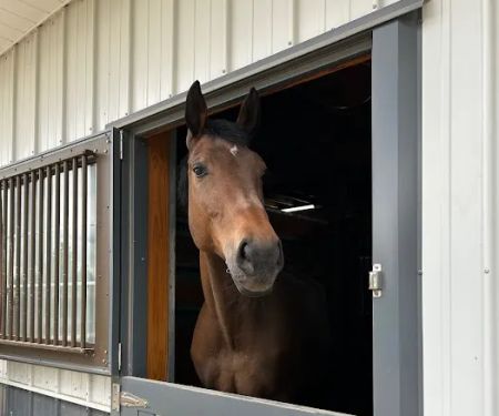 Iverson Equine Practice