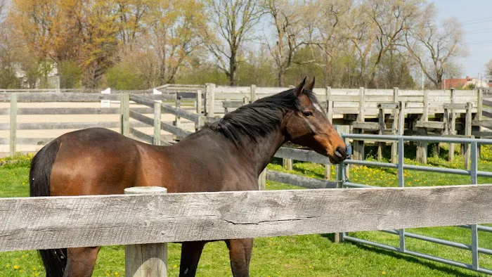 Iverson Equine Practice Picture 4
