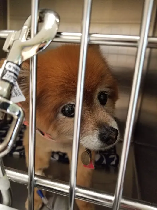 Gilmer Road Animal Hospital Picture 1