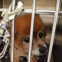 Gilmer Road Animal Hospital ico