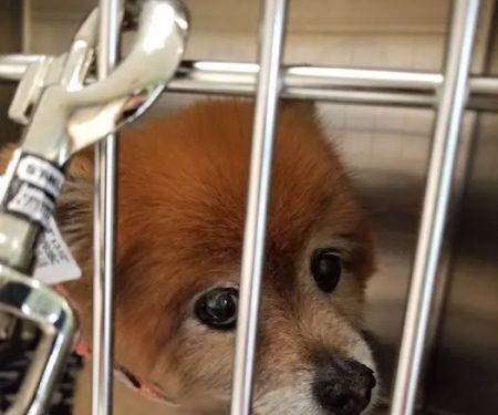 Gilmer Road Animal Hospital