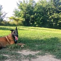 Randall Oaks Animal Hospital ico