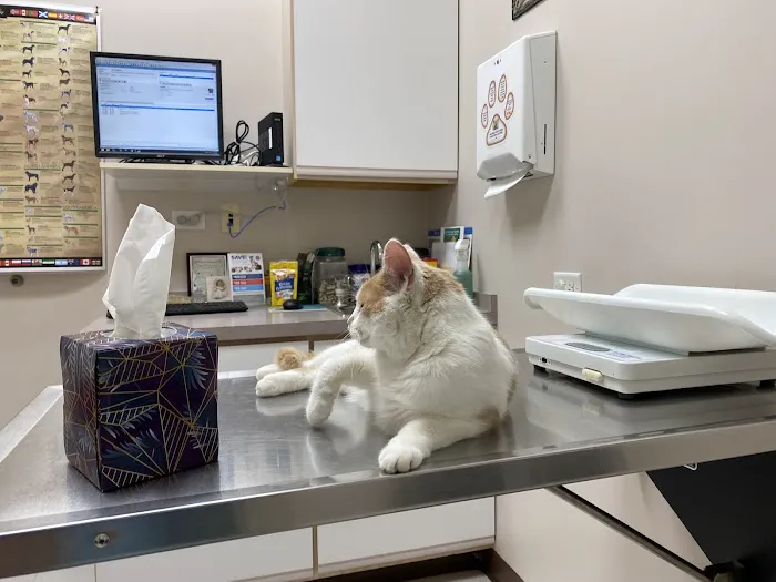 Randall Oaks Animal Hospital Picture 5