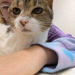 All Paws Veterinary Clinic