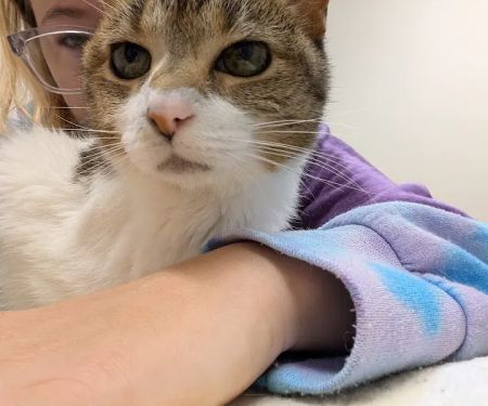 All Paws Veterinary Clinic