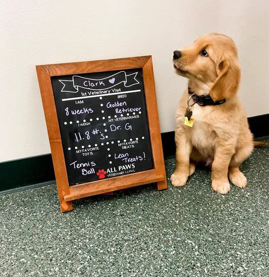 All Paws Veterinary Clinic Picture 4