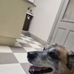 Family Pet Care Clinic