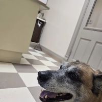 Family Pet Care Clinic ico