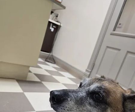 Family Pet Care Clinic