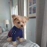 Vetco Vaccination Clinic