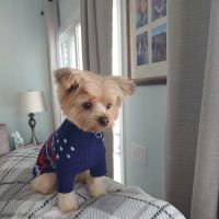 Vetco Vaccination Clinic ico