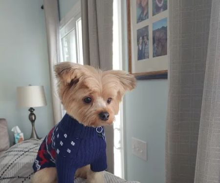 Vetco Vaccination Clinic