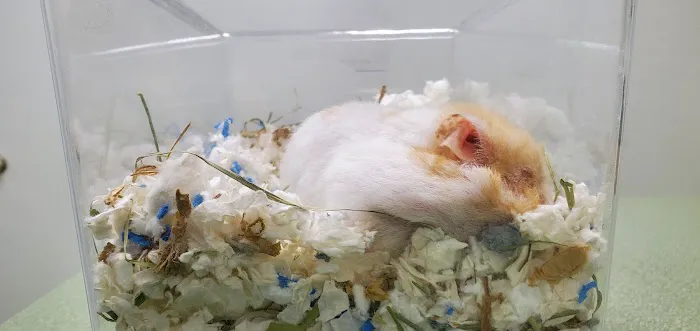 Algonquin Animal Clinic Picture 3