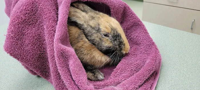 Algonquin Animal Clinic Picture 5