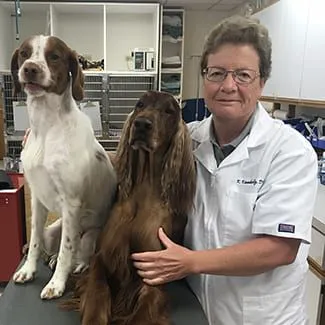 Dundee Animal Hospital of Algonquin Picture 6