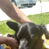 Huntley Animal Care ico