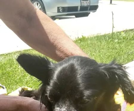 Huntley Animal Care