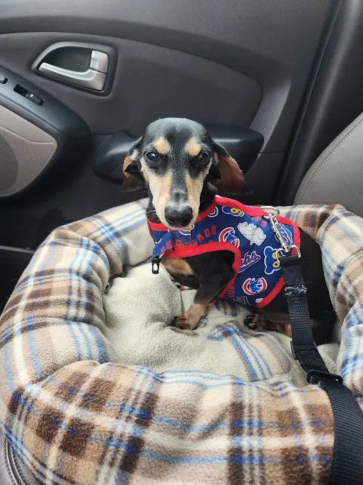 Pet Vet Animal Clinic & Mobile Practice Picture 2