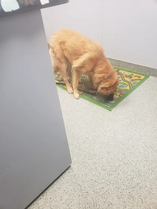 Pet Vet Animal Clinic & Mobile Practice Picture 9