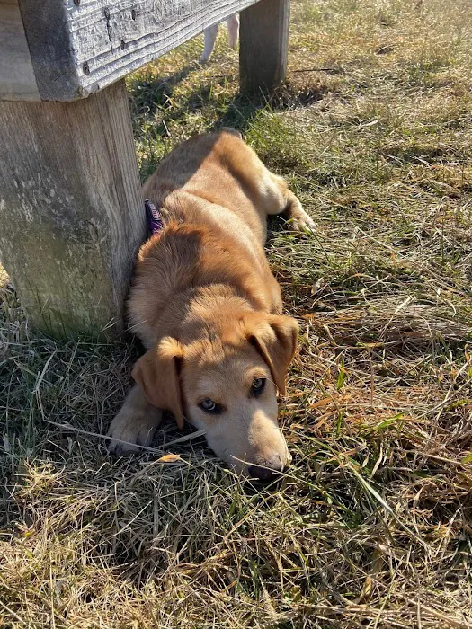 Pet Vet Animal Clinic & Mobile Practice Picture 10