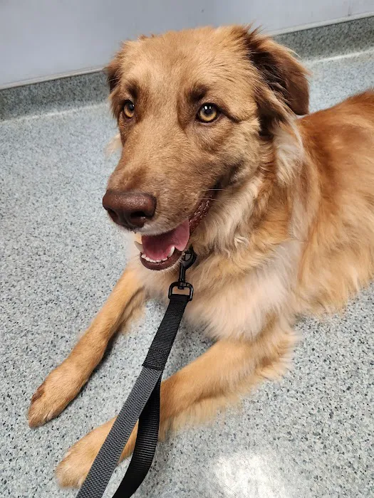 Pet Vet Animal Clinic & Mobile Practice Picture 8