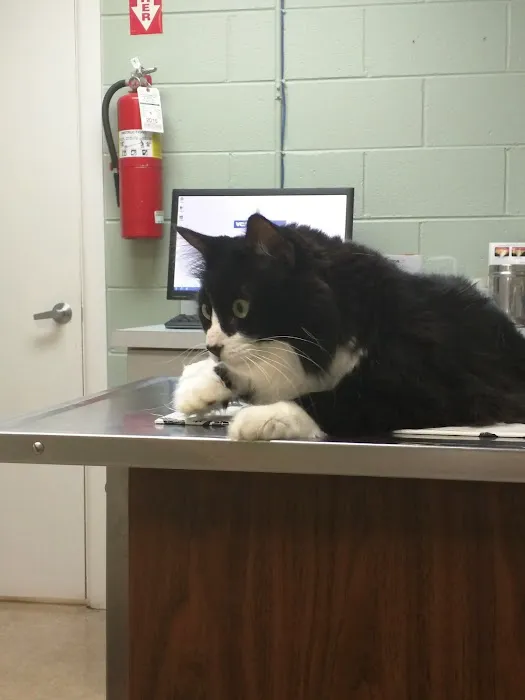 VCA Hawthorn Animal Hospital Picture 4